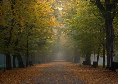 Autumn misty path in park
