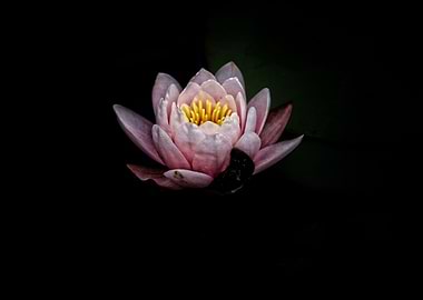 Pink Water Lily