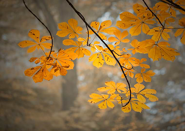 Autumn leaves and sunlight