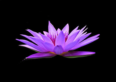 Pink Lotus