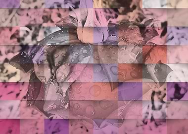 Pastel Chekered rose