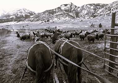 Rustic Terrain with Bison