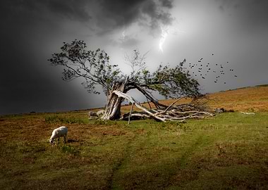 A broken tree in Brecon