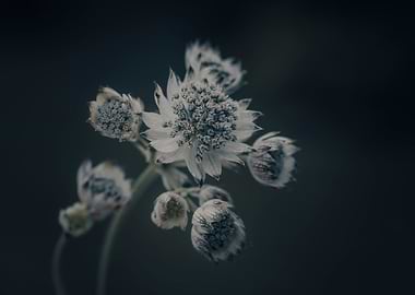 Astrantia dark background