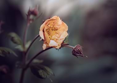 Flower, dark background