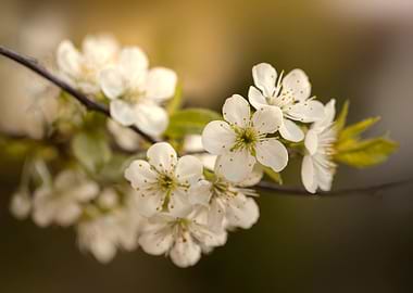 Cherry blossom, macro