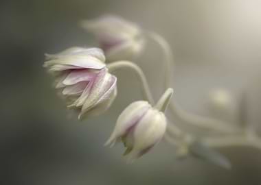 Pink columbine flowers
