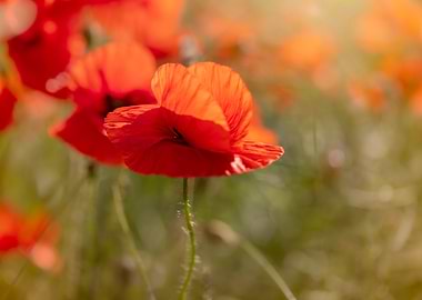 Red field poppies, macro