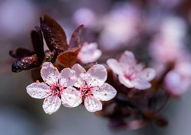 Pink Cherry blossom, macro