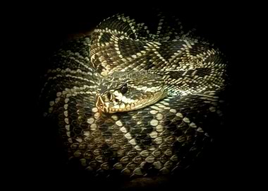 Rattlesnake