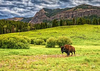 Bison in Yellowstone