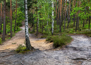 Kampinos Forest Landscape