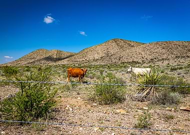 Criollo Cattle in Texas