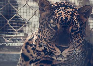 Gaze of feared leopard