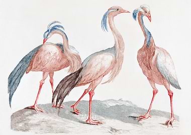 Miss Crane Birds by Johan