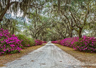 Azaleas and Spanish Moss