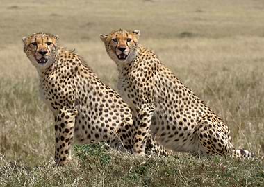 Animals Cheetah Africa