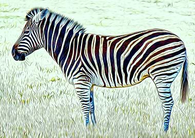 Zebra