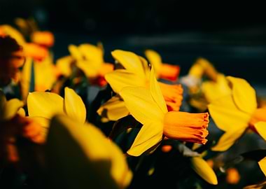 Shadow and Light Daffodil