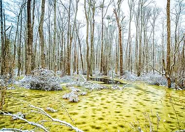 Cleary Road Swamp
