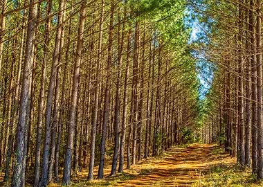 Deep South Pine Woods