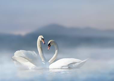 Swans in water