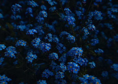 ForgetMeNot