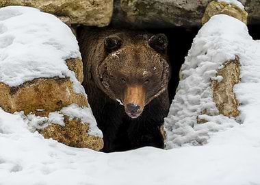 Brown bear