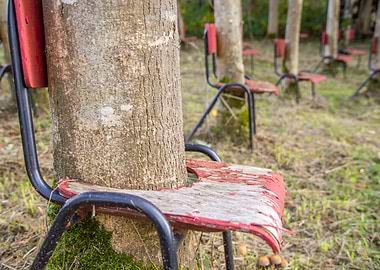 Tree inside the chair