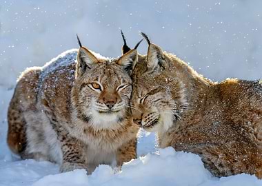 Two lynx in winter
