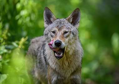 Wolf portrait in forest