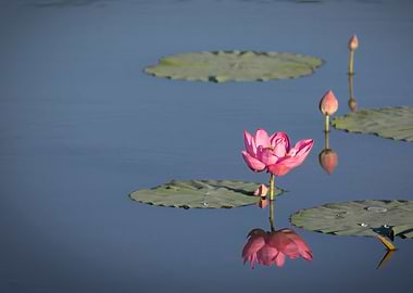 beautiful lotus