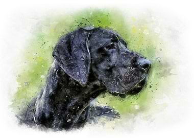Great Dane watercolor
