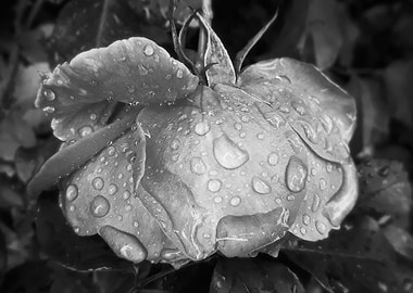 Black and white rose