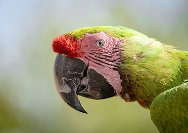 parrot