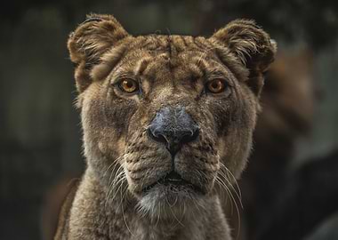 Lioness photo in detail