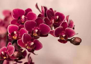 Blooming pink orchid