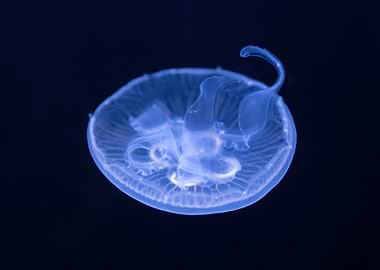 Moon Jellyfish