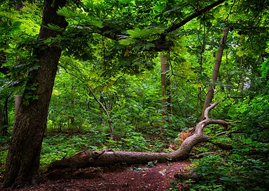 Deciduous Forest Scenery