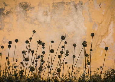 Dried Flowers I