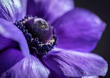 Purple anemone, macro