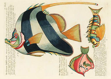 illustrations of fishes