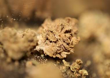 Medical marihuana close up