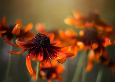Orange flowers, macro