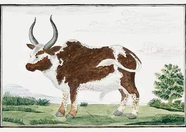 Bos taurus Namaqua Ox