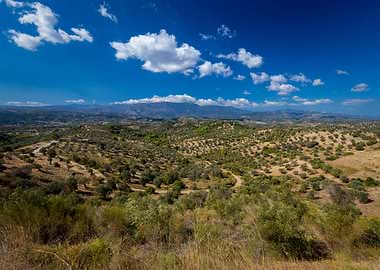 Olive grove Greece view