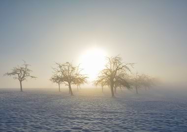 Misty winter morning