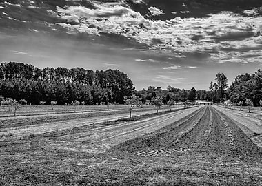 Georgia Pecan Tree Orchard