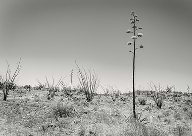 Century Plant in Arizona