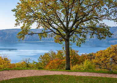 Autumn tree with lake view